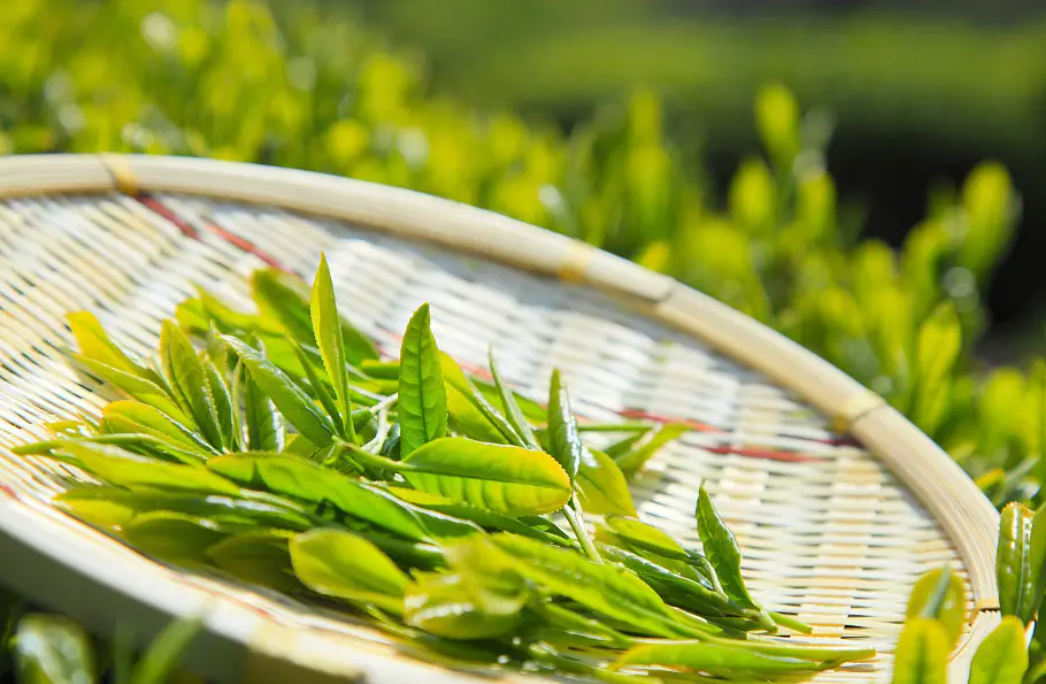 膜浓缩技术在茶叶加工中的应用